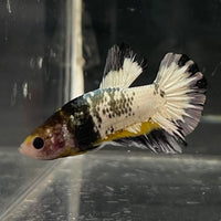 the-fish-farm Premium Male Betta Fancy Plakat Betta Male - One Only - 1 Buy this Premium Male Plakat Betta - One Only The Fish Farm Australia 