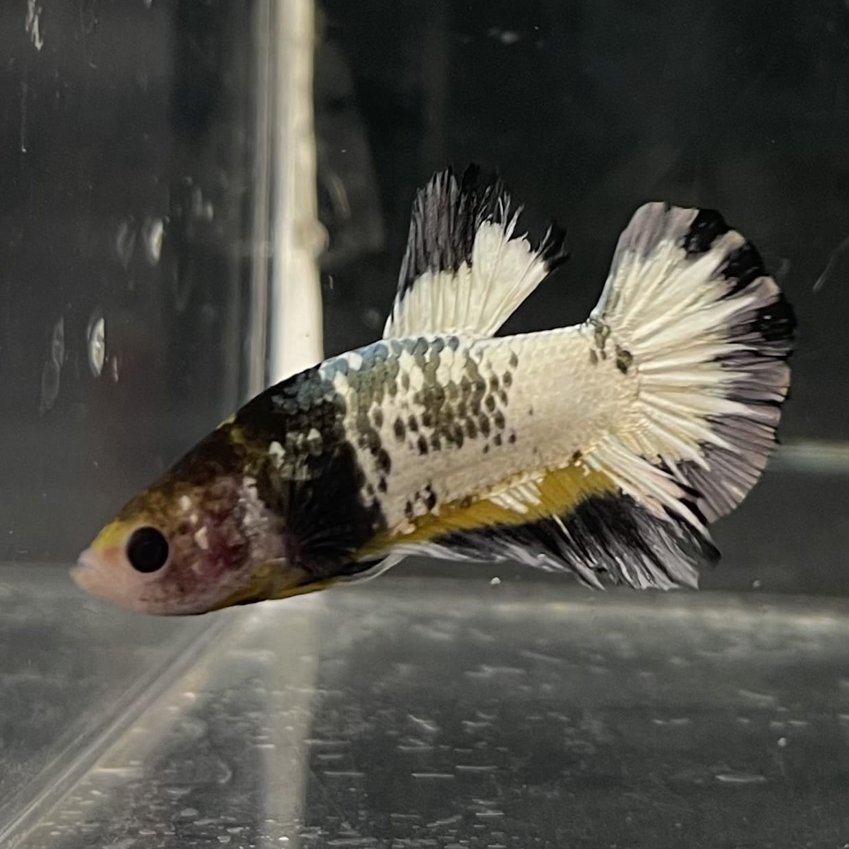 the-fish-farm Premium Male Betta Fancy Plakat Betta Male - One Only - 1 Buy this Premium Male Plakat Betta - One Only The Fish Farm Australia 