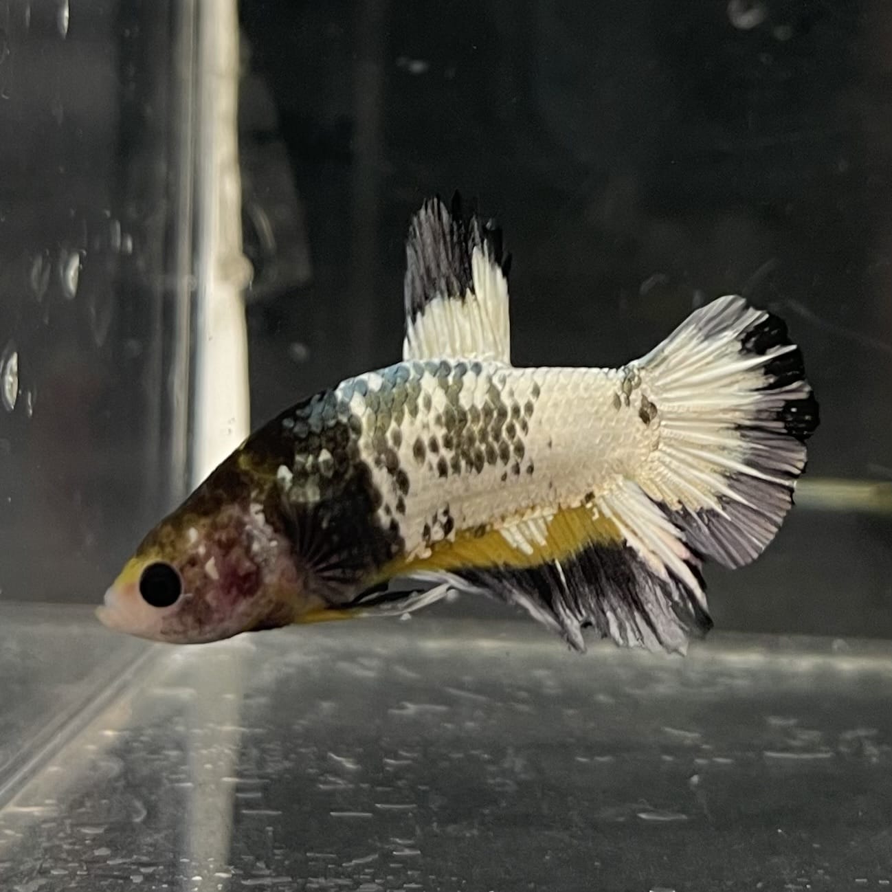 the-fish-farm Premium Male Betta Fancy Plakat Betta Male - One Only - 1 Buy this Premium Male Plakat Betta - One Only The Fish Farm Australia 