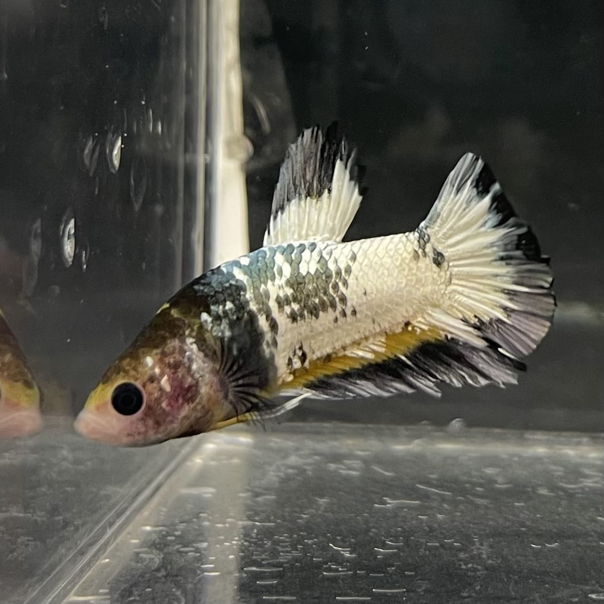 the-fish-farm Premium Male Betta Fancy Plakat Betta Male - One Only - 1 Buy this Premium Male Plakat Betta - One Only The Fish Farm Australia 