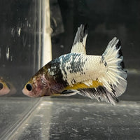 the-fish-farm Premium Male Betta Fancy Plakat Betta Male - One Only - 1 Buy this Premium Male Plakat Betta - One Only The Fish Farm Australia 