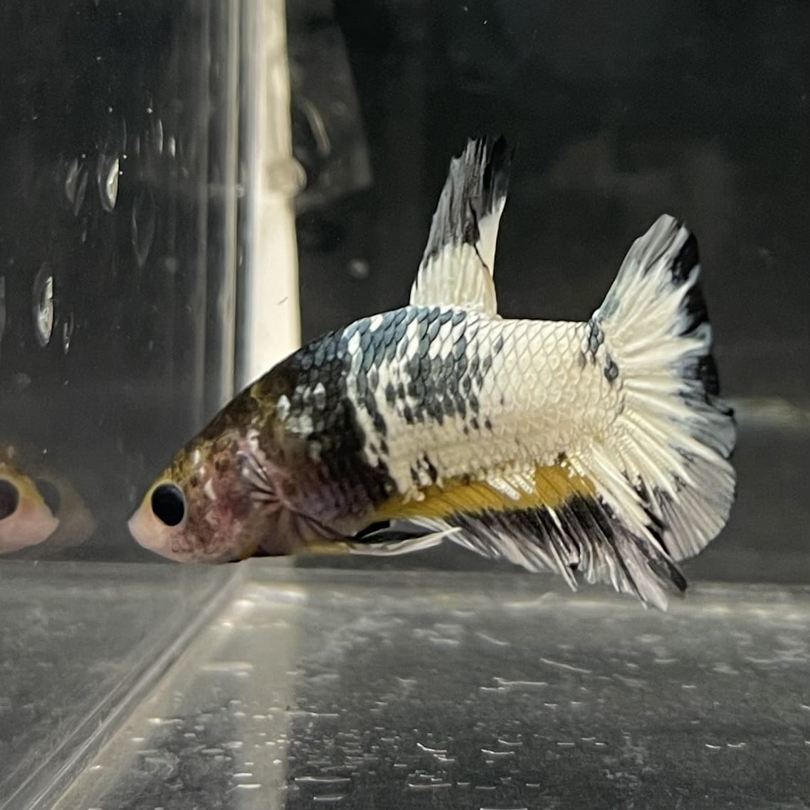 the-fish-farm Premium Male Betta Fancy Plakat Betta Male - One Only - 1 Buy this Premium Male Plakat Betta - One Only The Fish Farm Australia 