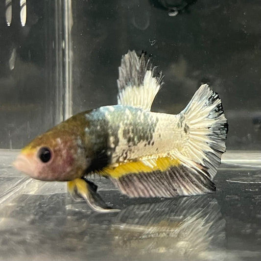 the-fish-farm Premium Male Betta Fancy Plakat Betta Male - One Only - 1 Buy this Premium Male Plakat Betta - One Only The Fish Farm Australia 