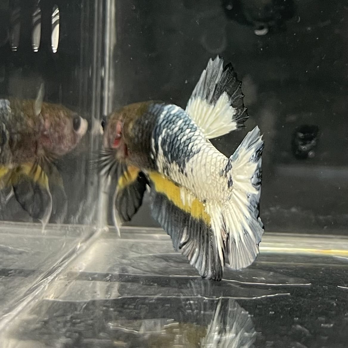the-fish-farm Premium Male Betta Fancy Plakat Betta Male - One Only - 1 Buy this Premium Male Plakat Betta - One Only The Fish Farm Australia 