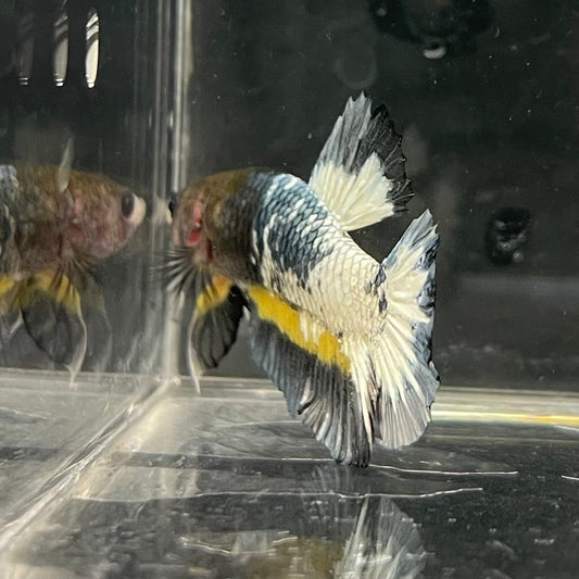 the-fish-farm Premium Male Betta Fancy Plakat Betta Male - One Only - 1 Buy this Premium Male Plakat Betta - One Only The Fish Farm Australia 