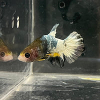 the-fish-farm Premium Male Betta Fancy Plakat Betta Male - One Only - 1 Buy this Premium Male Plakat Betta - One Only The Fish Farm Australia 