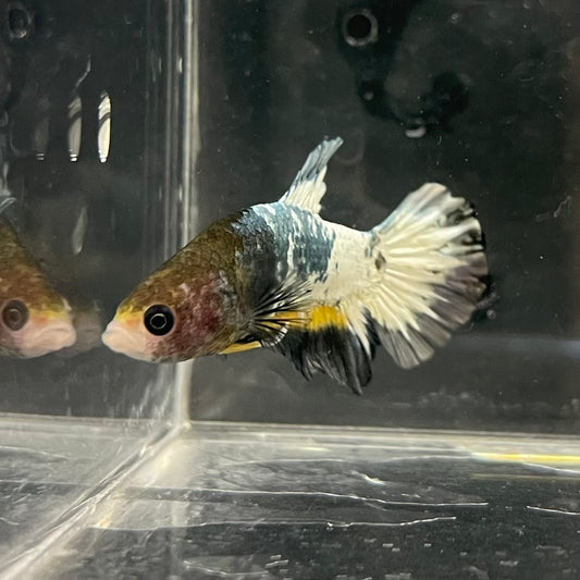 the-fish-farm Premium Male Betta Fancy Plakat Betta Male - One Only - 1 Buy this Premium Male Plakat Betta - One Only The Fish Farm Australia 