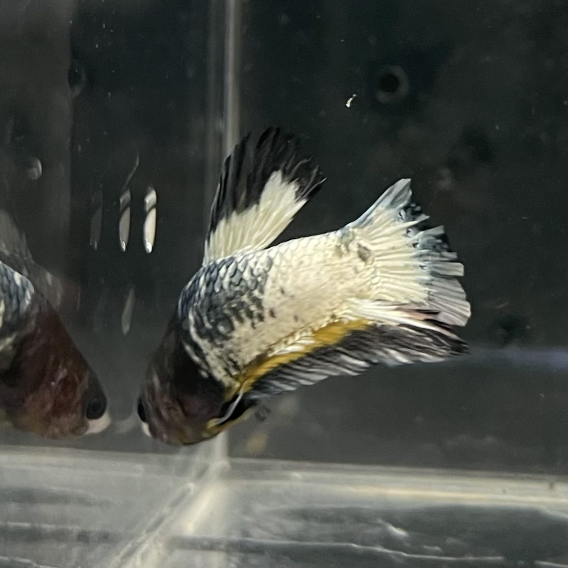 the-fish-farm Premium Male Betta Fancy Plakat Betta Male - One Only - 1 Buy this Premium Male Plakat Betta - One Only The Fish Farm Australia 