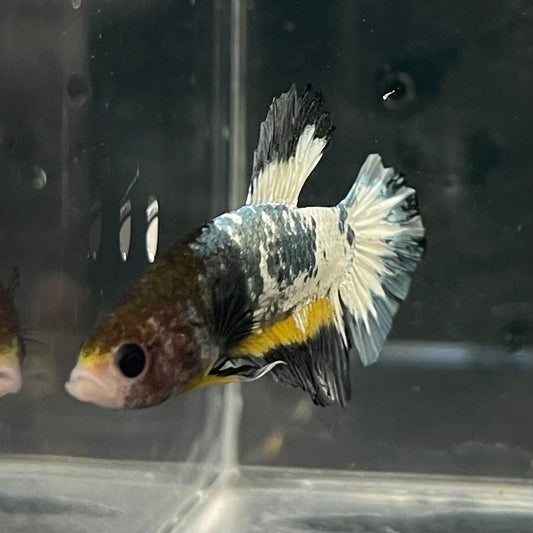 the-fish-farm Premium Male Betta Fancy Plakat Betta Male - One Only - 1 Buy this Premium Male Plakat Betta - One Only The Fish Farm Australia 
