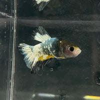 the-fish-farm Premium Male Betta Fancy Plakat Betta Male - One Only - 1 Buy this Premium Male Plakat Betta - One Only The Fish Farm Australia 