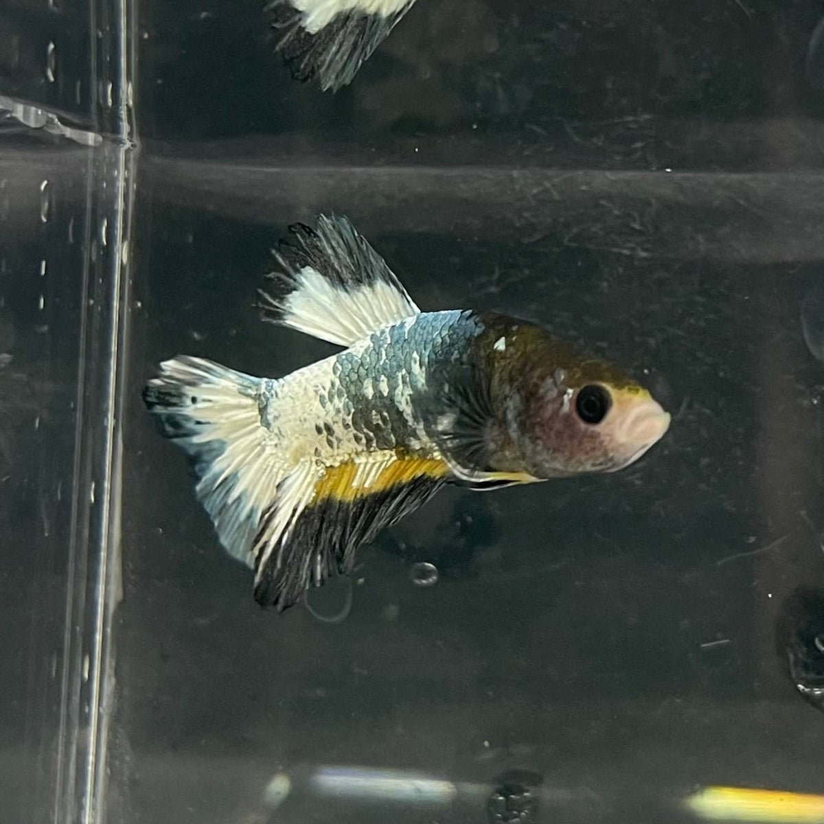 the-fish-farm Premium Male Betta Fancy Plakat Betta Male - One Only - 1 Buy this Premium Male Plakat Betta - One Only The Fish Farm Australia 