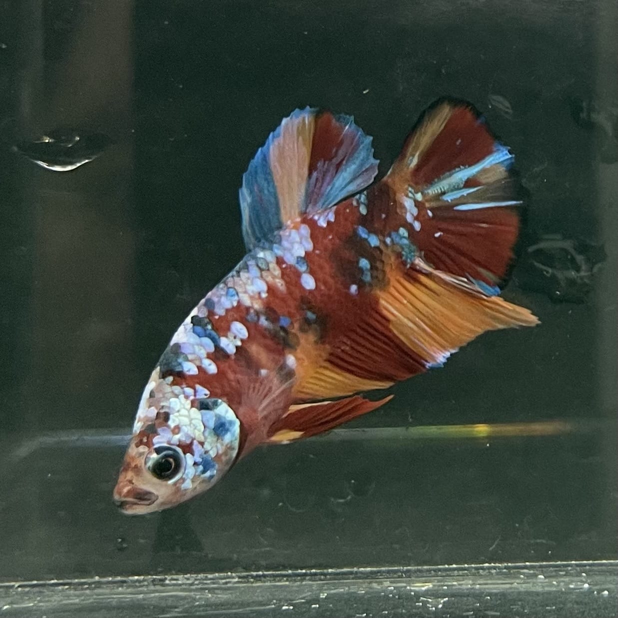 the-fish-farm Premium Male Betta Fancy Plakat Betta Male - One Only - 10 Buy this Premium Male Plakat Betta - One Only The Fish Farm Australia 