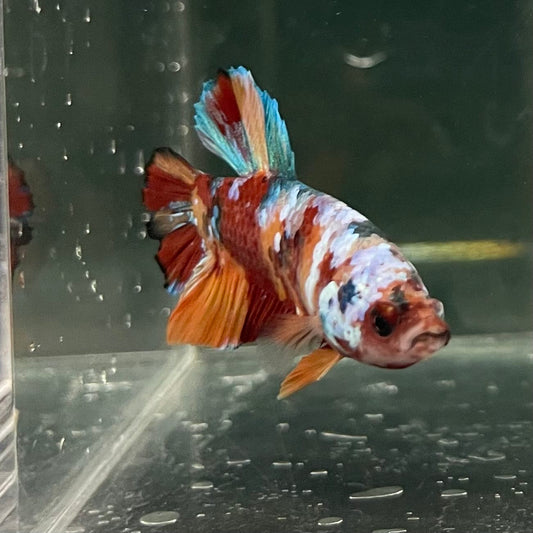 the-fish-farm Premium Male Betta Fancy Plakat Betta Male - One Only - 10 Buy this Premium Male Plakat Betta - One Only The Fish Farm Australia 