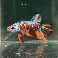 the-fish-farm Premium Male Betta Fancy Plakat Betta Male - One Only - 10 Buy this Premium Male Plakat Betta - One Only The Fish Farm Australia 