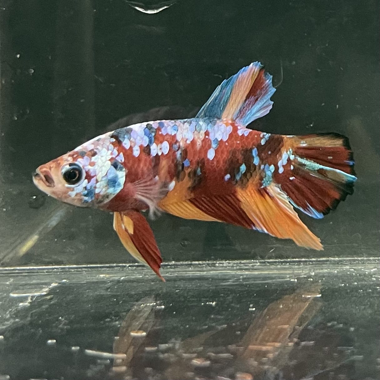 the-fish-farm Premium Male Betta Fancy Plakat Betta Male - One Only - 10 Buy this Premium Male Plakat Betta - One Only The Fish Farm Australia 