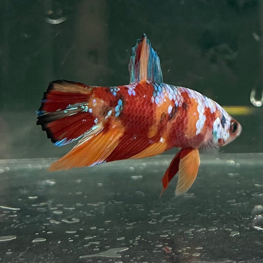the-fish-farm Premium Male Betta Fancy Plakat Betta Male - One Only - 10 Buy this Premium Male Plakat Betta - One Only The Fish Farm Australia 