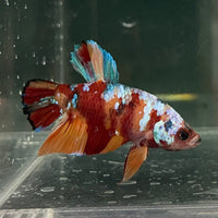 the-fish-farm Premium Male Betta Fancy Plakat Betta Male - One Only - 10 Buy this Premium Male Plakat Betta - One Only The Fish Farm Australia 