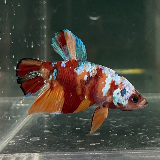 the-fish-farm Premium Male Betta Fancy Plakat Betta Male - One Only - 10 Buy this Premium Male Plakat Betta - One Only The Fish Farm Australia 