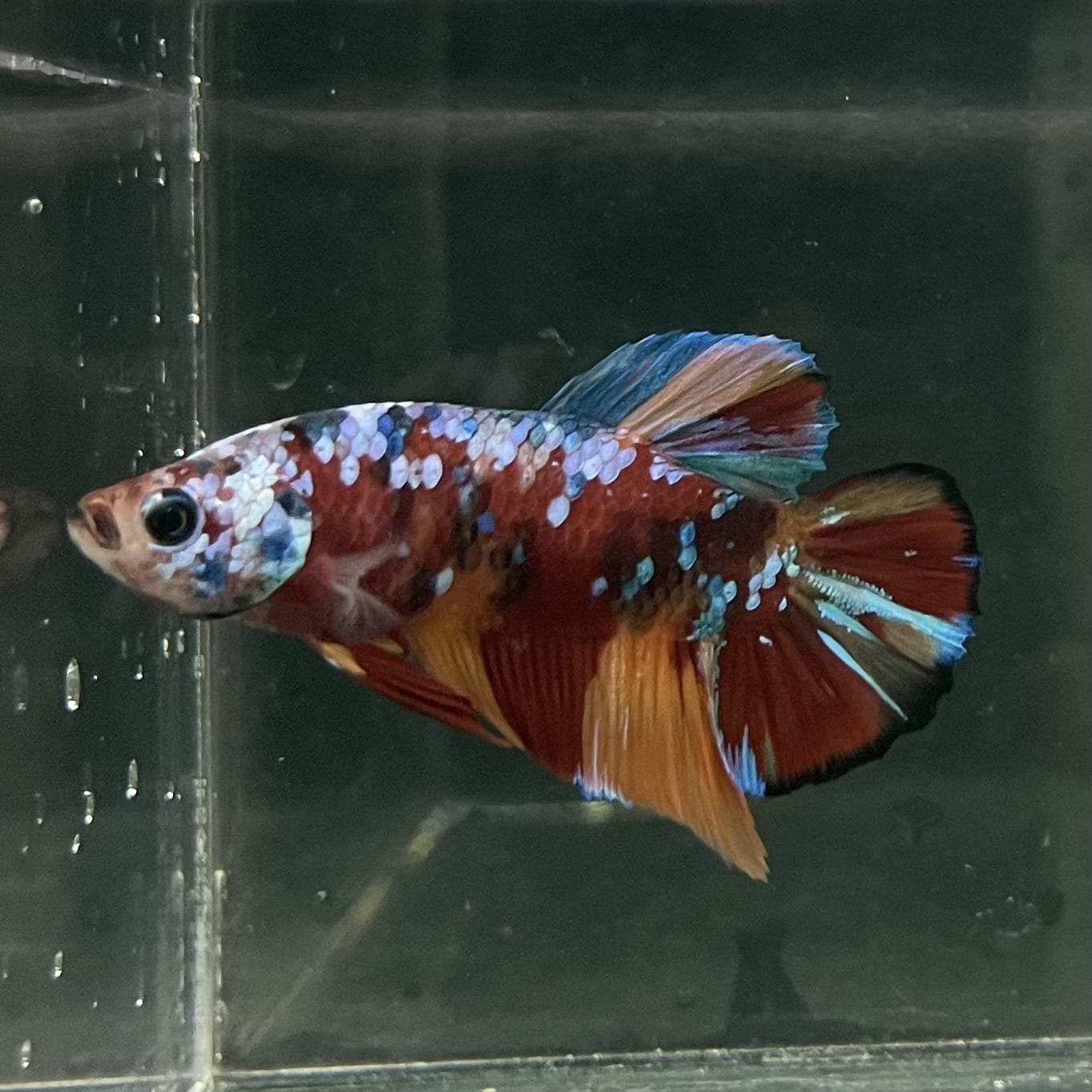 the-fish-farm Premium Male Betta Fancy Plakat Betta Male - One Only - 10 Buy this Premium Male Plakat Betta - One Only The Fish Farm Australia 