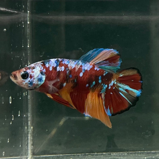 the-fish-farm Premium Male Betta Fancy Plakat Betta Male - One Only - 10 Buy this Premium Male Plakat Betta - One Only The Fish Farm Australia 