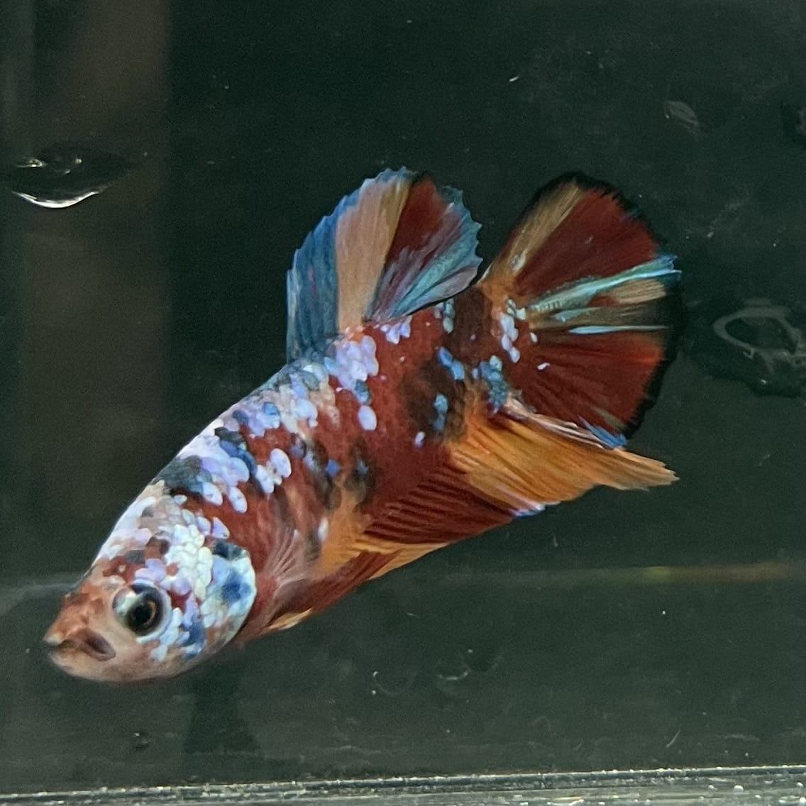 the-fish-farm Premium Male Betta Fancy Plakat Betta Male - One Only - 10 Buy this Premium Male Plakat Betta - One Only The Fish Farm Australia 