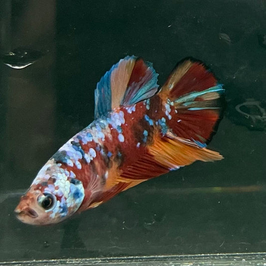 the-fish-farm Premium Male Betta Fancy Plakat Betta Male - One Only - 10 Buy this Premium Male Plakat Betta - One Only The Fish Farm Australia 