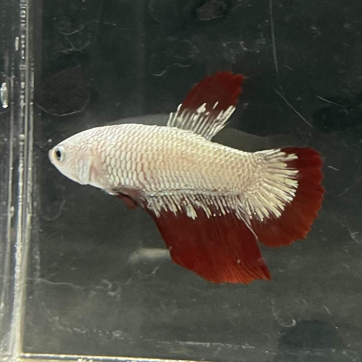 the-fish-farm Premium Male Betta Fancy Plakat Betta Male - One Only - 10 Buy this Premium Male Plakat Betta - One Only The Fish Farm Australia 