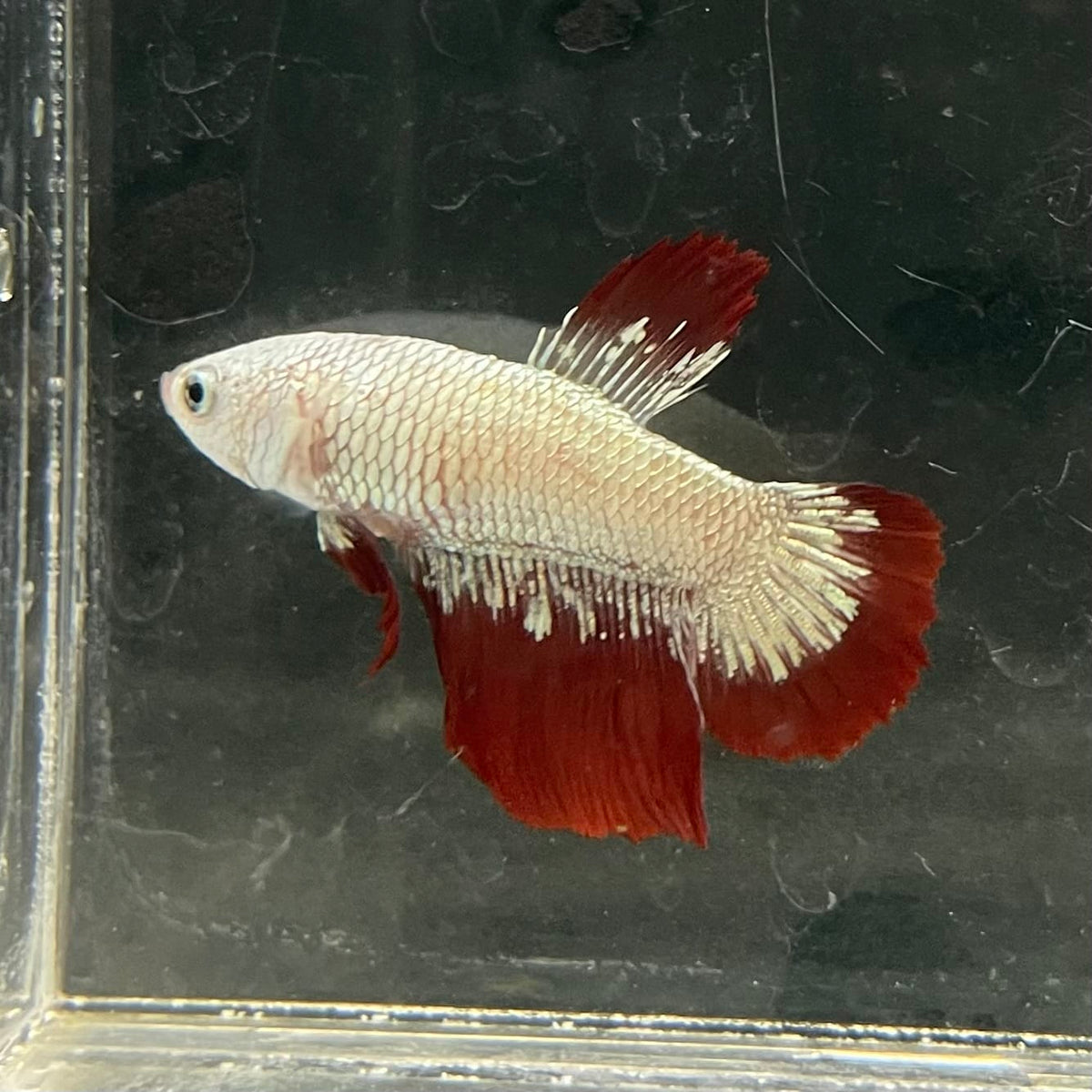 the-fish-farm Premium Male Betta Fancy Plakat Betta Male - One Only - 10 Buy this Premium Male Plakat Betta - One Only The Fish Farm Australia 