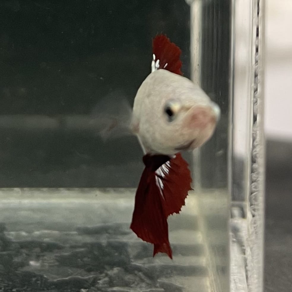 the-fish-farm Premium Male Betta Fancy Plakat Betta Male - One Only - 10 Buy this Premium Male Plakat Betta - One Only The Fish Farm Australia 