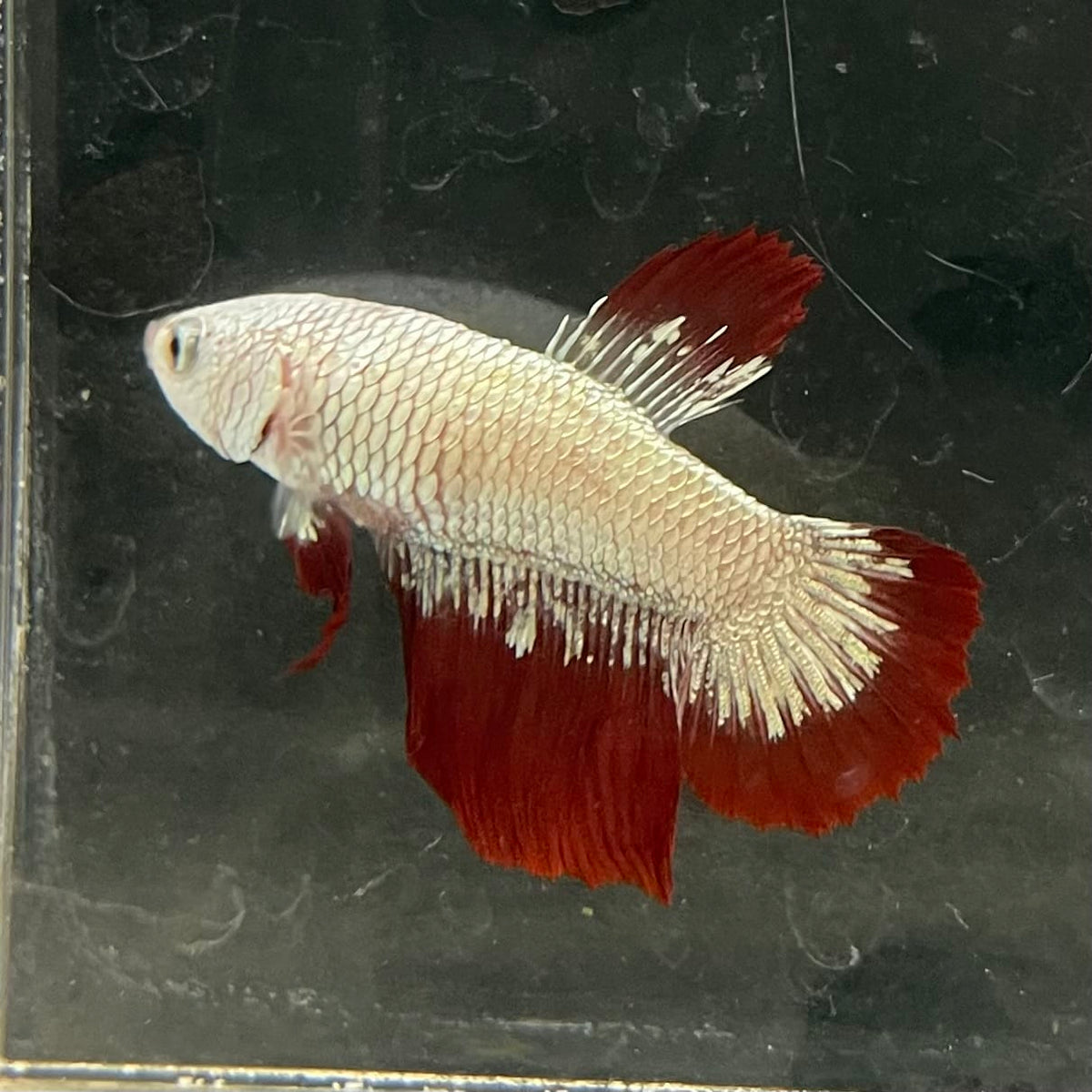 the-fish-farm Premium Male Betta Fancy Plakat Betta Male - One Only - 10 Buy this Premium Male Plakat Betta - One Only The Fish Farm Australia 