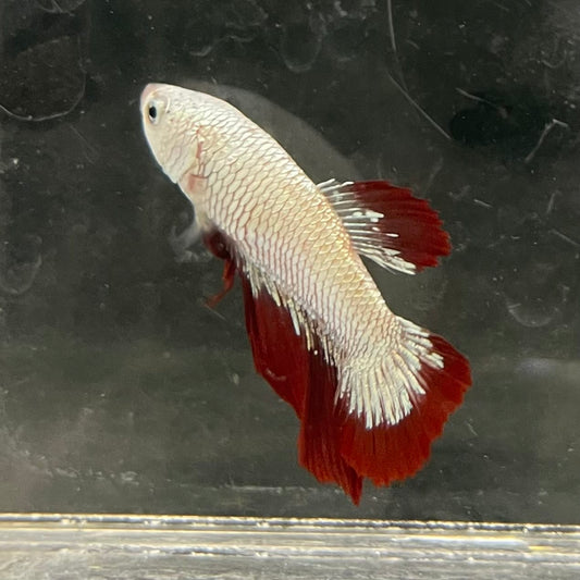 the-fish-farm Premium Male Betta Fancy Plakat Betta Male - One Only - 10 Buy this Premium Male Plakat Betta - One Only The Fish Farm Australia 