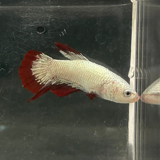 the-fish-farm Premium Male Betta Fancy Plakat Betta Male - One Only - 10 Buy this Premium Male Plakat Betta - One Only The Fish Farm Australia 