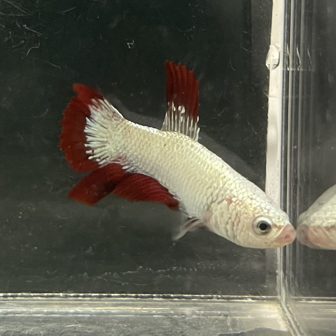 the-fish-farm Premium Male Betta Fancy Plakat Betta Male - One Only - 10 Buy this Premium Male Plakat Betta - One Only The Fish Farm Australia 
