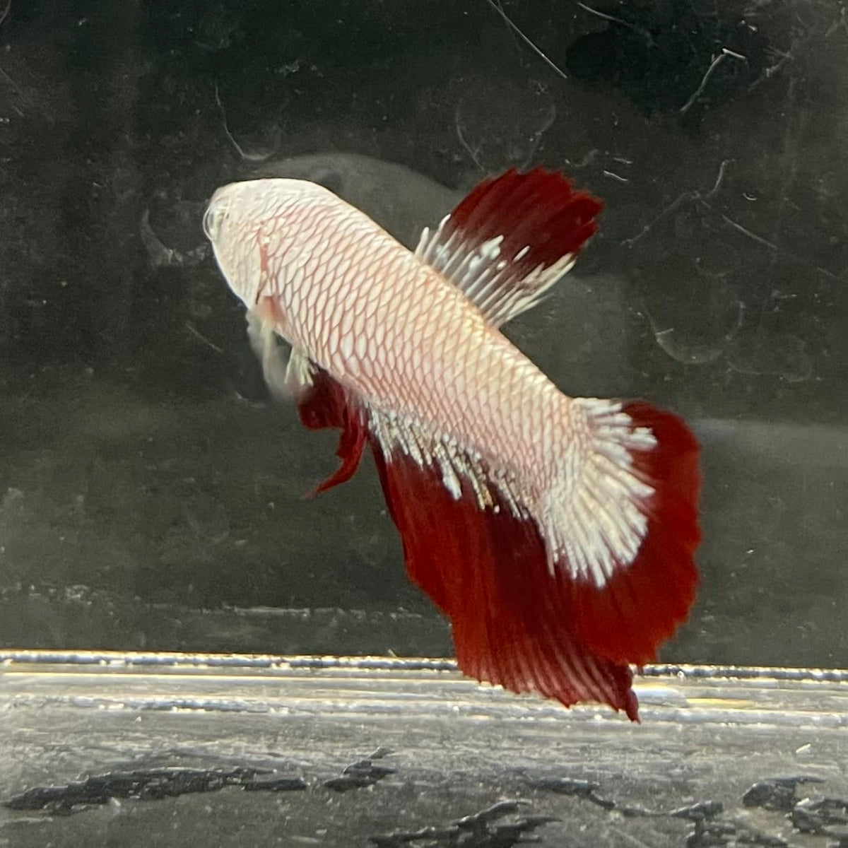 the-fish-farm Premium Male Betta Fancy Plakat Betta Male - One Only - 10 Buy this Premium Male Plakat Betta - One Only The Fish Farm Australia 