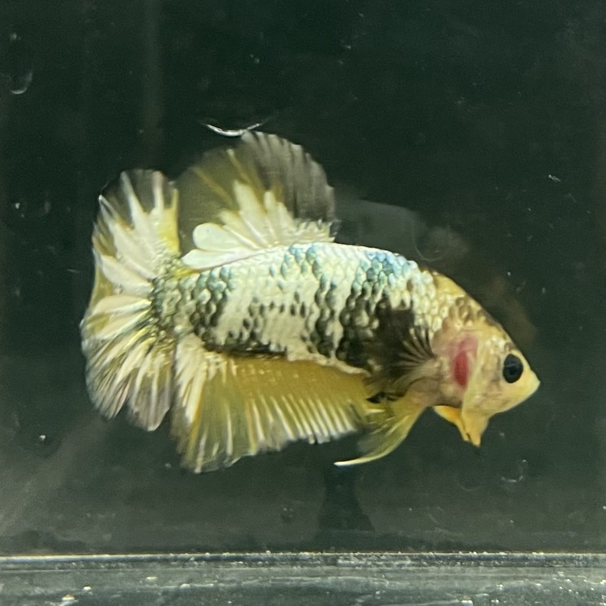 the-fish-farm Premium Male Betta Fancy Plakat Betta Male - One Only - 11 Buy this Premium Male Plakat Betta - One Only The Fish Farm Australia 