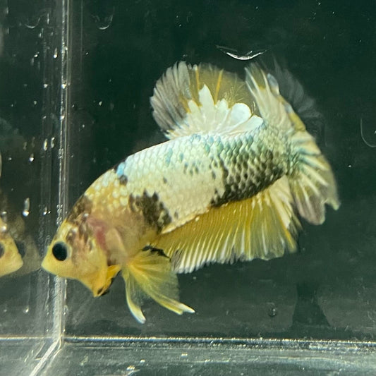 the-fish-farm Premium Male Betta Fancy Plakat Betta Male - One Only - 11 Buy this Premium Male Plakat Betta - One Only The Fish Farm Australia 