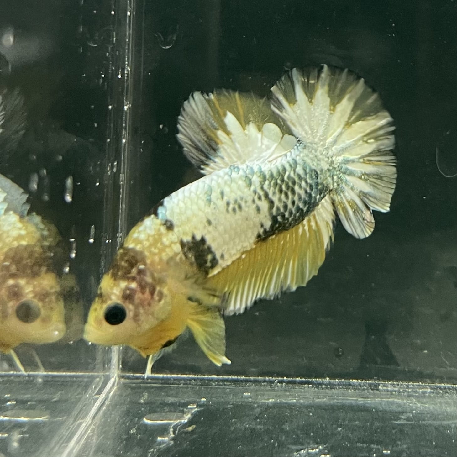 the-fish-farm Premium Male Betta Fancy Plakat Betta Male - One Only - 11 Buy this Premium Male Plakat Betta - One Only The Fish Farm Australia 