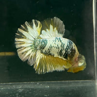the-fish-farm Premium Male Betta Fancy Plakat Betta Male - One Only - 11 Buy this Premium Male Plakat Betta - One Only The Fish Farm Australia 