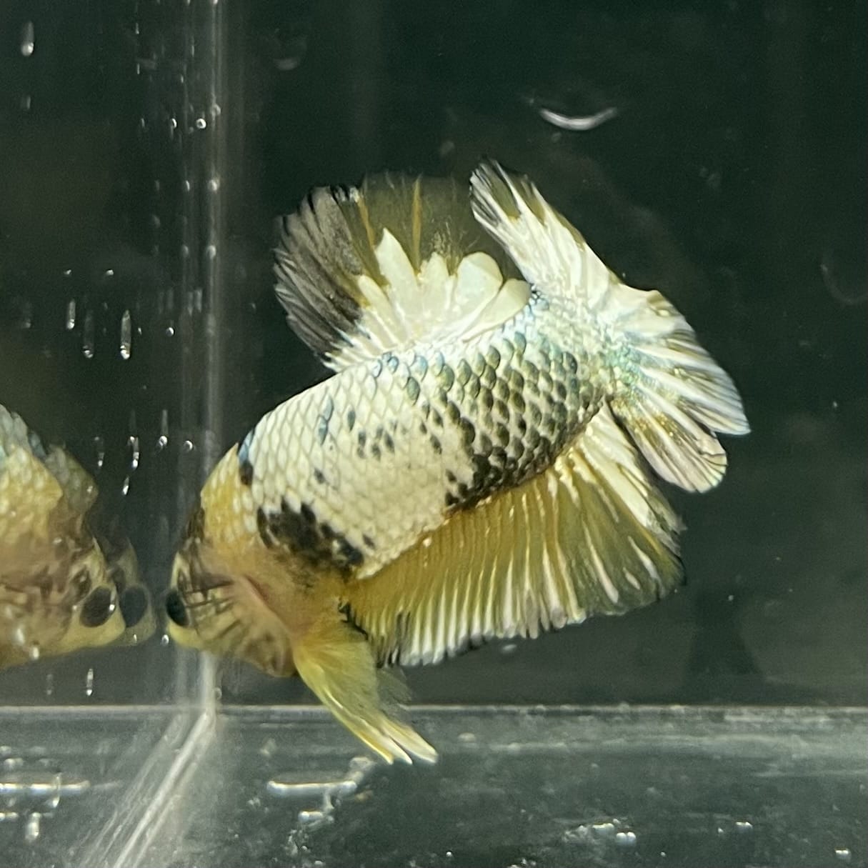 the-fish-farm Premium Male Betta Fancy Plakat Betta Male - One Only - 11 Buy this Premium Male Plakat Betta - One Only The Fish Farm Australia 