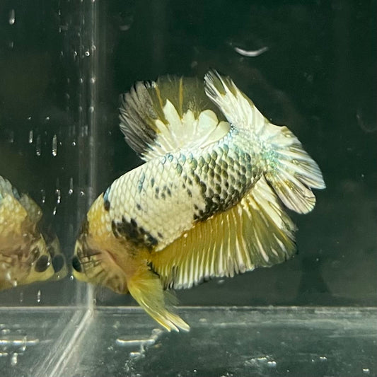 the-fish-farm Premium Male Betta Fancy Plakat Betta Male - One Only - 11 Buy this Premium Male Plakat Betta - One Only The Fish Farm Australia 