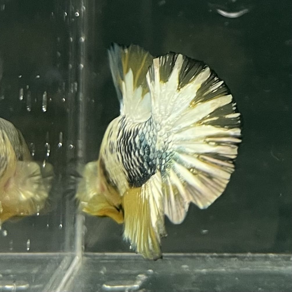 the-fish-farm Premium Male Betta Fancy Plakat Betta Male - One Only - 11 Buy this Premium Male Plakat Betta - One Only The Fish Farm Australia 