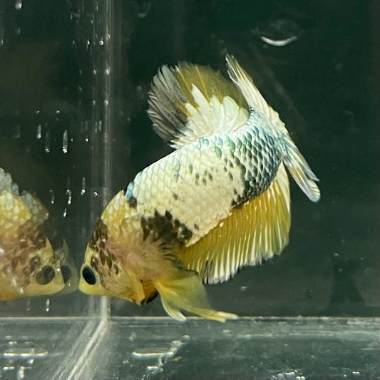 the-fish-farm Premium Male Betta Fancy Plakat Betta Male - One Only - 11 Buy this Premium Male Plakat Betta - One Only The Fish Farm Australia 