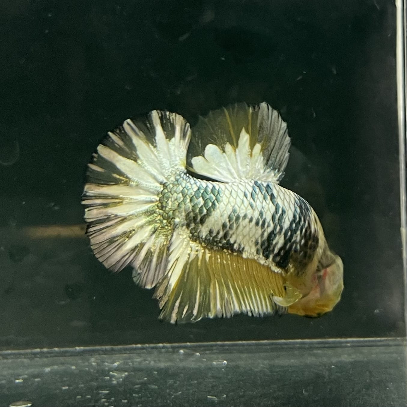 the-fish-farm Premium Male Betta Fancy Plakat Betta Male - One Only - 11 Buy this Premium Male Plakat Betta - One Only The Fish Farm Australia 
