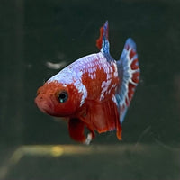 the-fish-farm Premium Male Betta Fancy Plakat Betta Male - One Only - 12 Buy this Premium Male Plakat Betta - One Only The Fish Farm Australia 