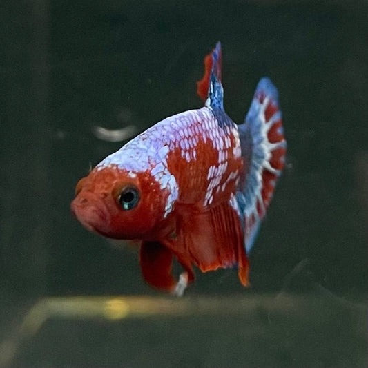 the-fish-farm Premium Male Betta Fancy Plakat Betta Male - One Only - 12 Buy this Premium Male Plakat Betta - One Only The Fish Farm Australia 