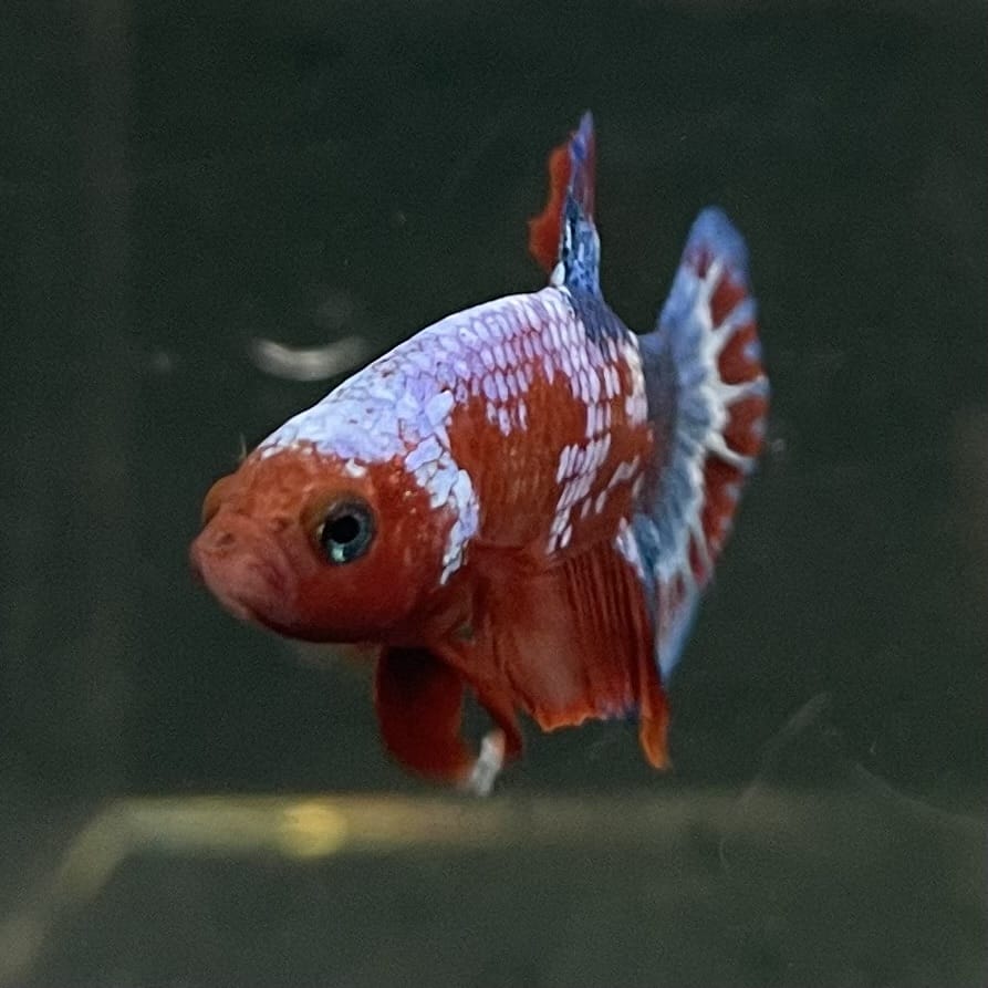the-fish-farm Premium Male Betta Fancy Plakat Betta Male - One Only - 12 Buy this Premium Male Plakat Betta - One Only The Fish Farm Australia 