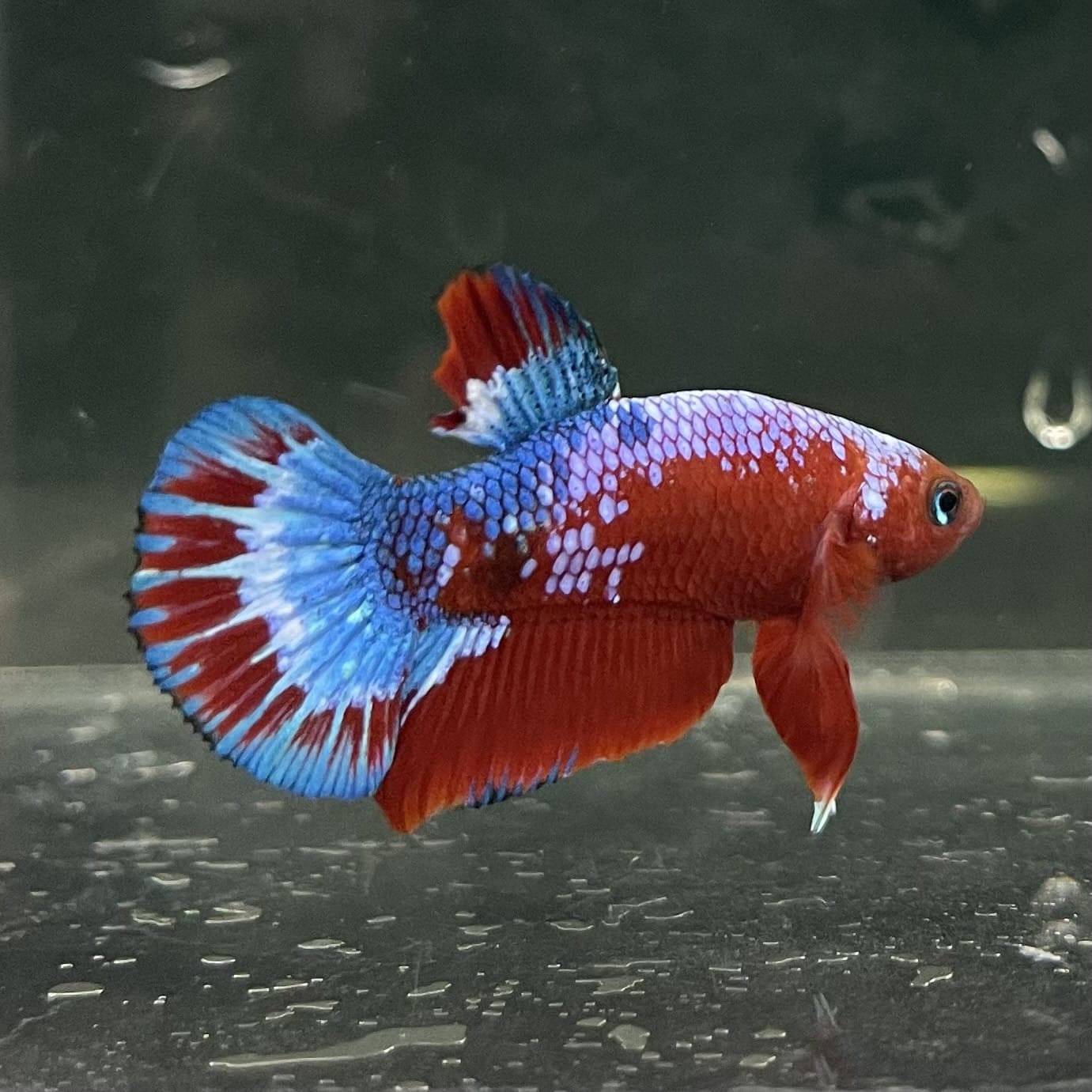 the-fish-farm Premium Male Betta Fancy Plakat Betta Male - One Only - 12 Buy this Premium Male Plakat Betta - One Only The Fish Farm Australia 