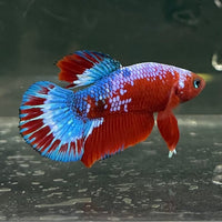 the-fish-farm Premium Male Betta Fancy Plakat Betta Male - One Only - 12 Buy this Premium Male Plakat Betta - One Only The Fish Farm Australia 