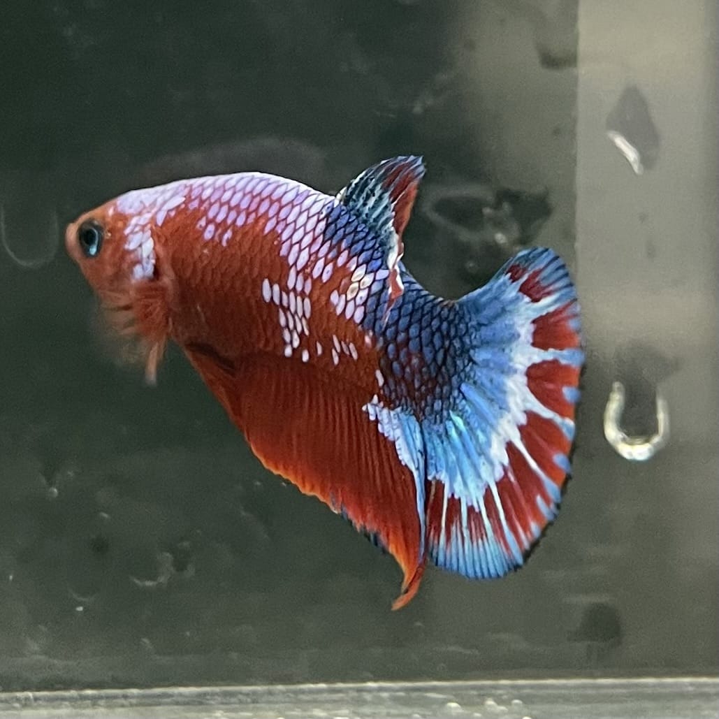 the-fish-farm Premium Male Betta Fancy Plakat Betta Male - One Only - 12 Buy this Premium Male Plakat Betta - One Only The Fish Farm Australia 