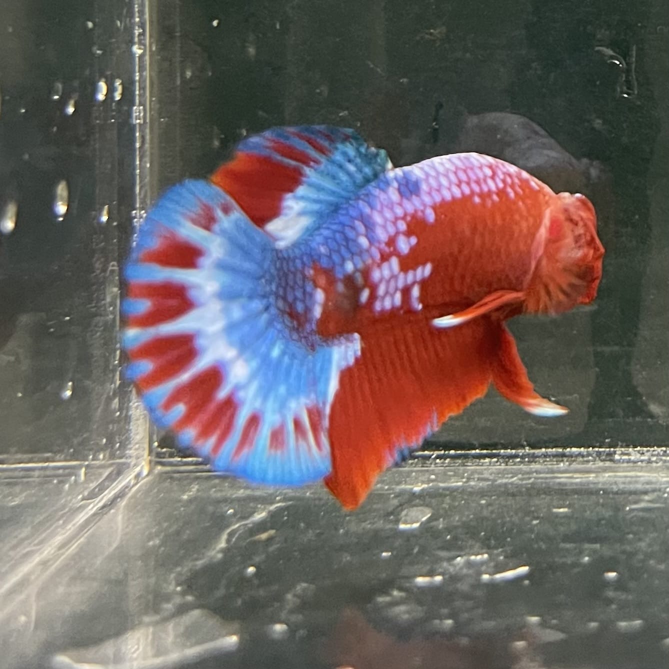 the-fish-farm Premium Male Betta Fancy Plakat Betta Male - One Only - 12 Buy this Premium Male Plakat Betta - One Only The Fish Farm Australia 